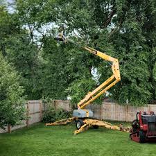 How Our Tree Care Process Works  in  Woods Cross, UT