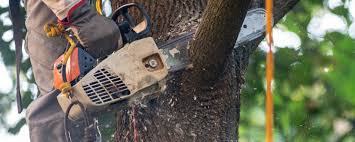 Best Tree Mulching  in Woods Cross, UT