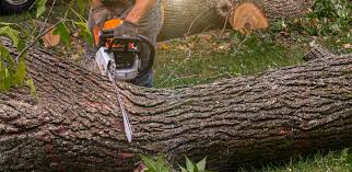Best Pest Control for Lawns  in Woods Cross, UT