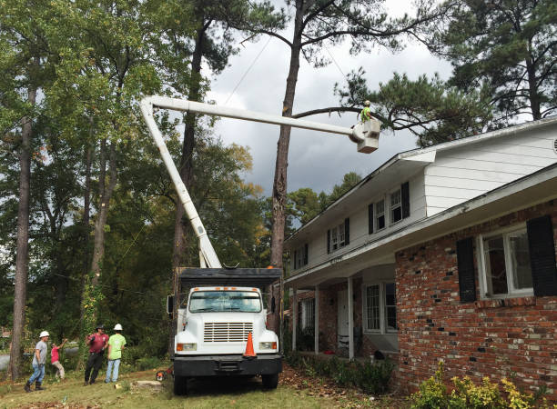 Best Tree Cabling and Bracing  in Woods Cross, UT