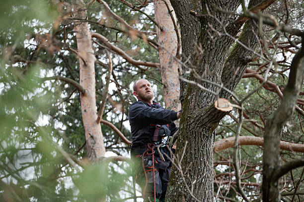 Trusted Woods Cross, UT Tree Care Experts